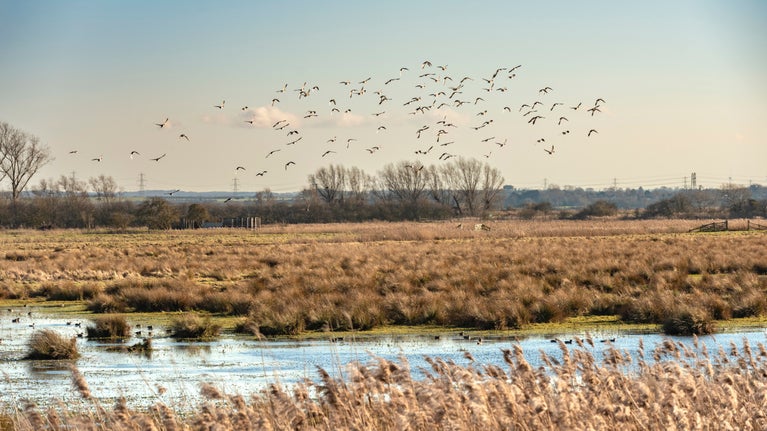 Migratory birds fly above Wicken Fen, Cambridgeshire